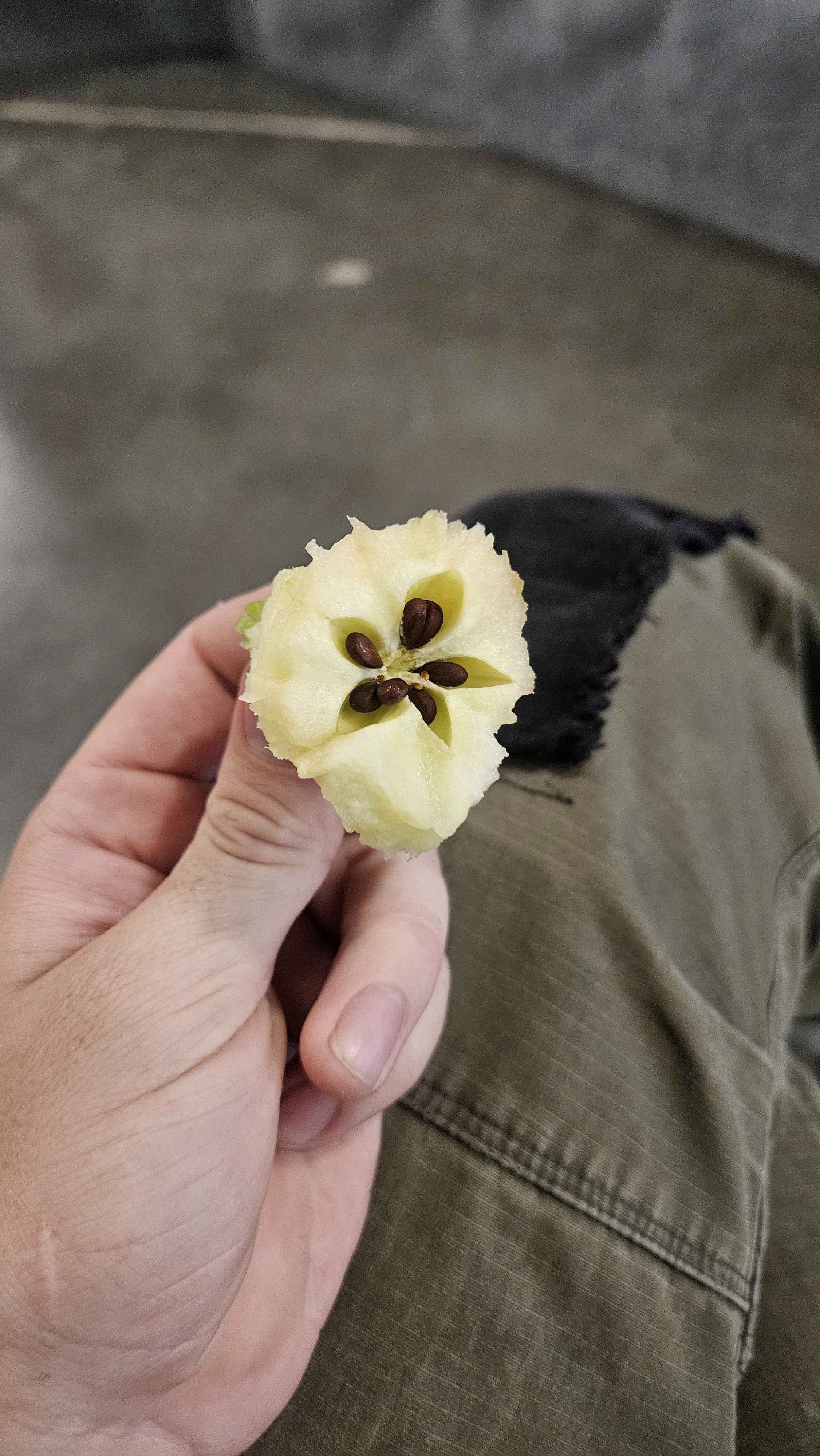 an apple core bitten in half